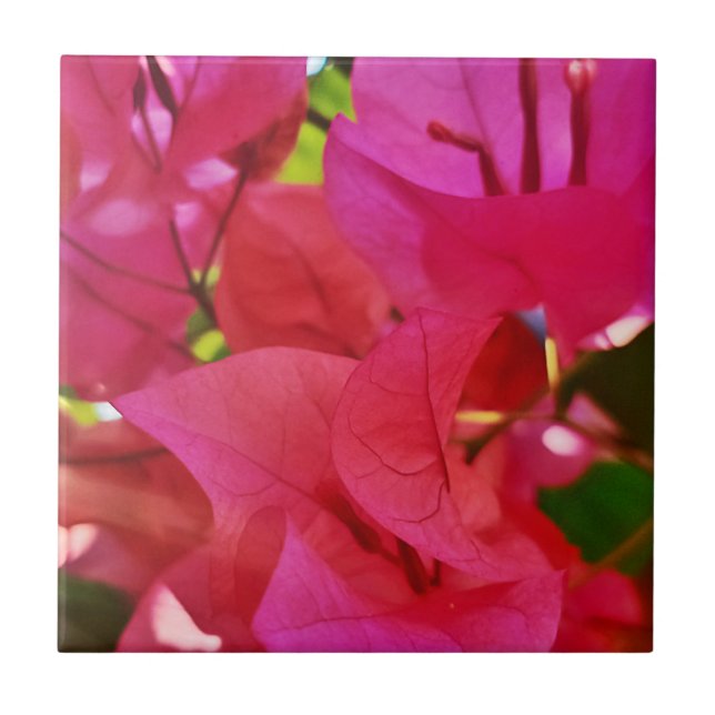 Beautiful Dark Pink Flower Bougainvillea Tile (Front)