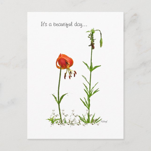 Beautiful Day... Postcard (Front)