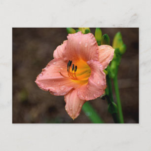 Beautiful Daylily Flower Postcard