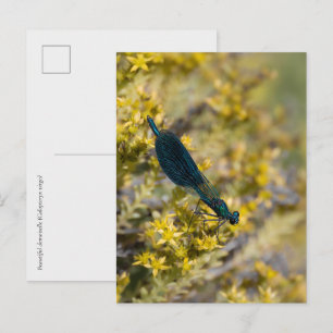 Beautiful demoiselle (Calopteryx virgo) Damselfly Postcard