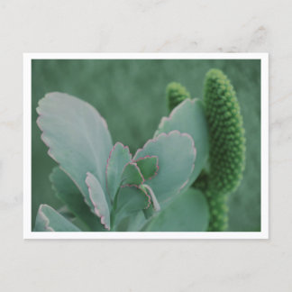 Beautiful Desert Plant Art Photograph Postcard