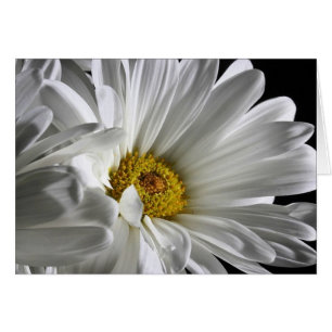 Beautiful Detailed Daisy
