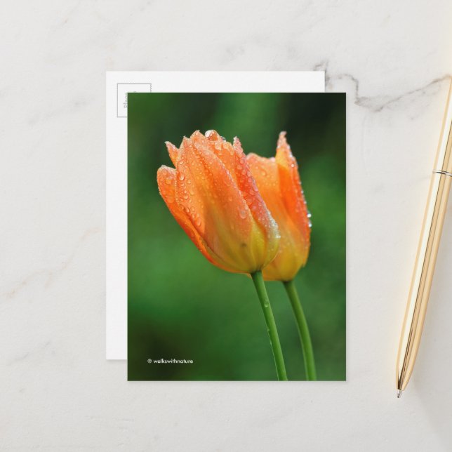 Beautiful Dew-Kissed Pastel Orange Tulips Postcard (Front/Back In Situ)