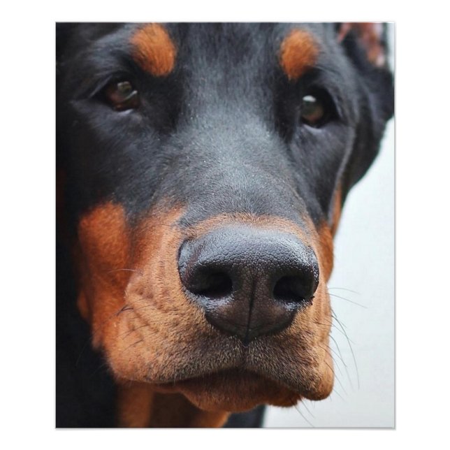 Beautiful Doberman Pinscher Photo Print (Front)