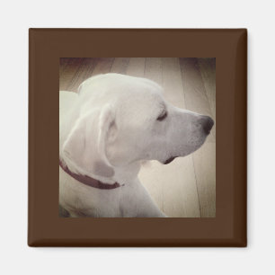 Beautiful Dog Profile Photo Magnet