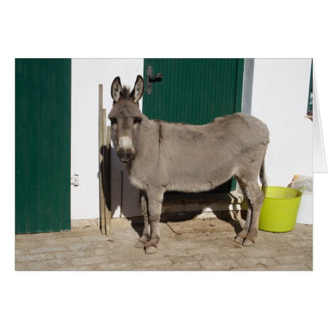 Beautiful Donkey (Front Horizontal)