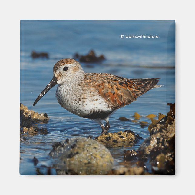 Beautiful Dunlin Shorebird at the Beach Magnet (Front)