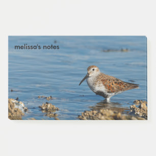 Beautiful Dunlin Shorebird Sandpiper Goes Solo Post-it Notes