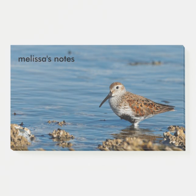 Beautiful Dunlin Shorebird Sandpiper Goes Solo Post-it Notes (Front)