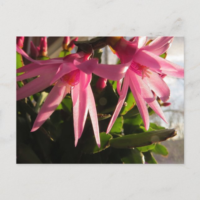 Beautiful Easter Cactus Flowers Holiday Postcard (Front)