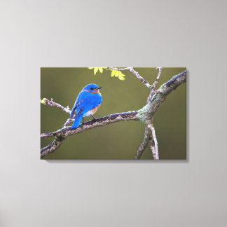 Beautiful Eastern Bluebird Canvas Print