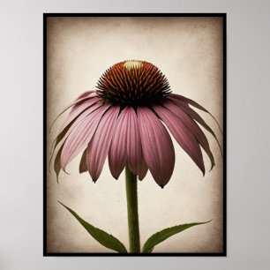 Beautiful Echinacea Flower Poster Wall Art