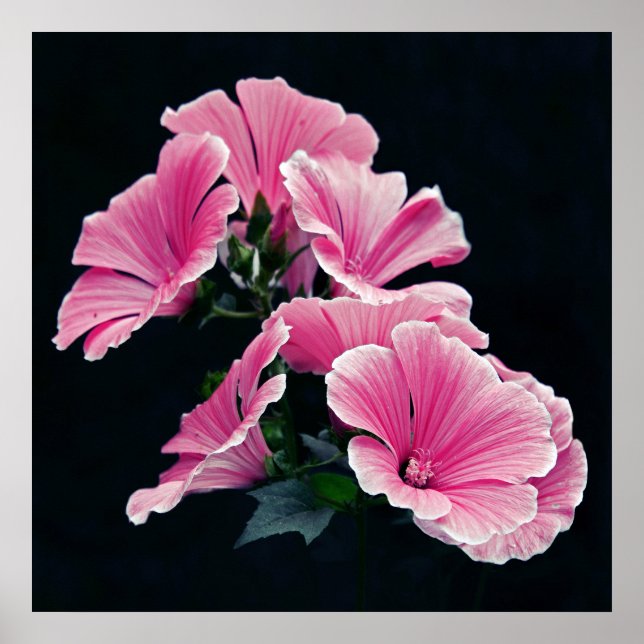 Beautiful Elegant Pink Mallow Roses Flowers Poster (Front)