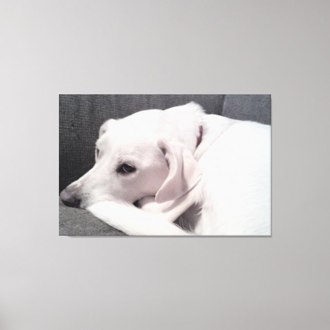 Beautiful Elegant White Dog Exquisite  Canvas Print (Front)