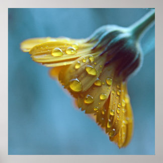 Beautiful Elegant Yellow Marigold Flower Drops Poster