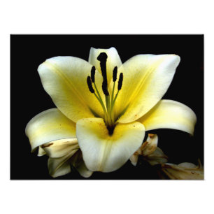 Beautiful Elegant Yellow on Black Flower Photo Print