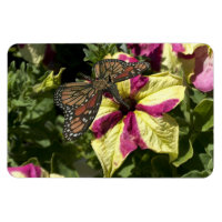 Beautiful Elephant Butterfly