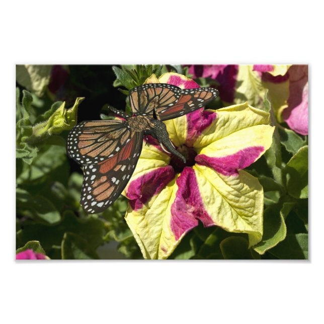 Beautiful Elephant Butterfly Photo Print (Front)