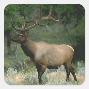 Beautiful Elk Square Sticker