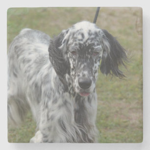 Beautiful English Setter Dog Stone Coaster