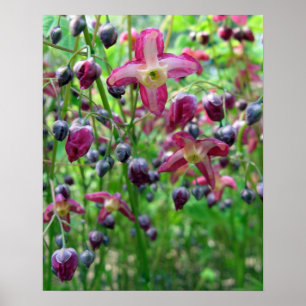 Beautiful Epimedium Flowers and Buds Spring Photo Poster