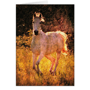 Beautiful Equine