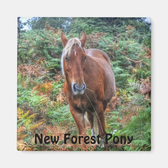 Beautiful Equines Horse-lover's Gift Magnet (Front)