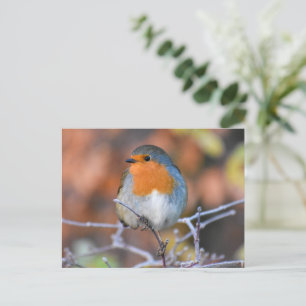 Beautiful European Robin Postcard