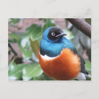 Beautiful Exotic Bird Perched Postcard