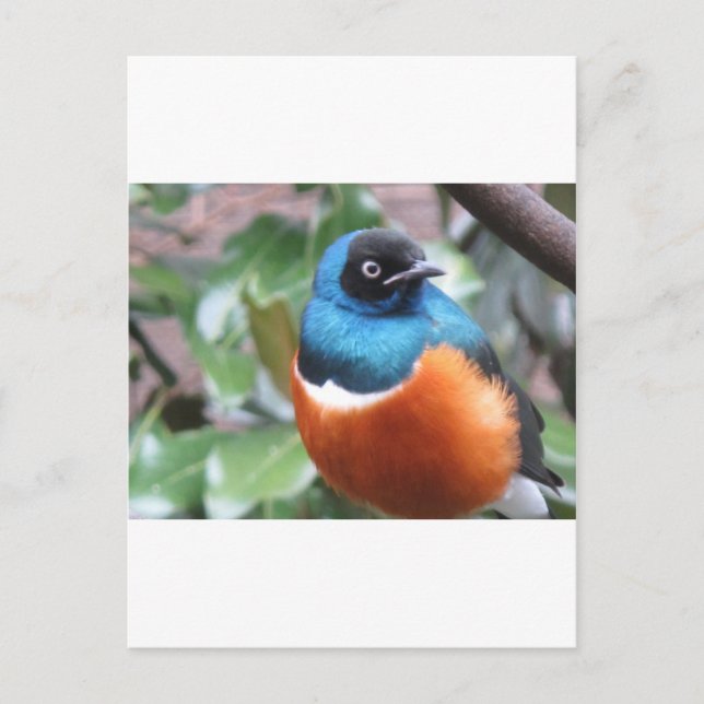 Beautiful Exotic Bird Perched Postcard (Front)