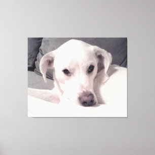 Beautiful Exquisite Photo of White Dog Grey Canvas Print
