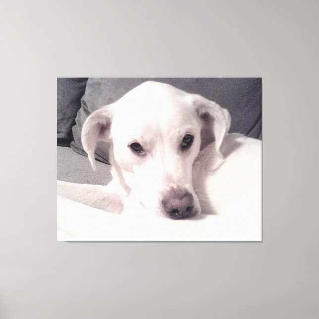 Beautiful Exquisite Photo of White Dog Grey Canvas Print (Front)