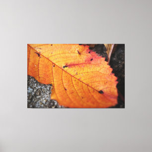 Beautiful Fall Leaf Canvas Print