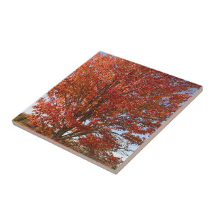 Beautiful Fall  Maple Tree in Red Leaves Tile