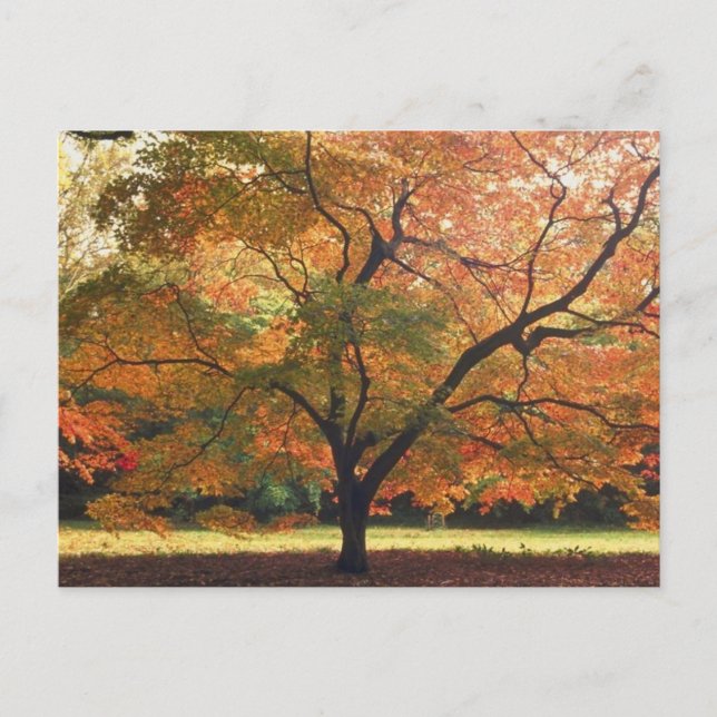 Beautiful Fall Tree Postcard (Front)