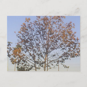 Beautiful Fall Tree Postcard