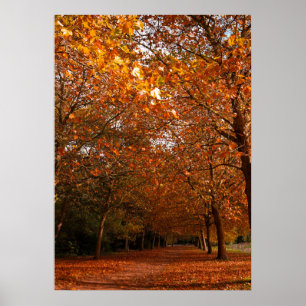 Beautiful Fall trees Poster