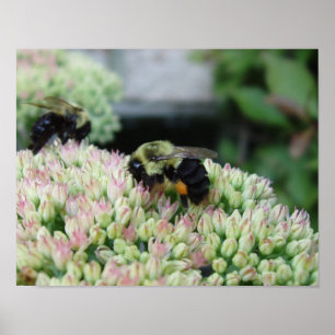 Beautiful Feeding Bee Poster