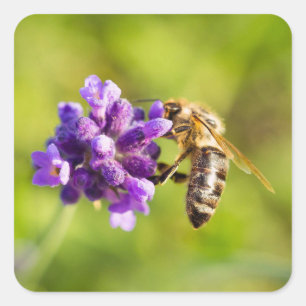 Beautiful Feeding Bee Sticker Set