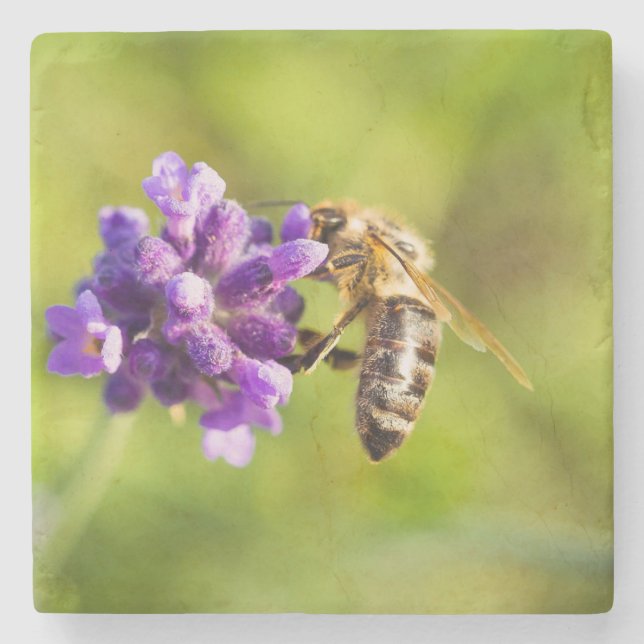 Beautiful Feeding Bee Stone Coaster (Front)