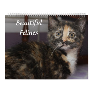 BEAUTIFUL FELINES CALENDAR