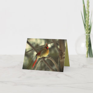 Beautiful Female Cardinal Bird Card