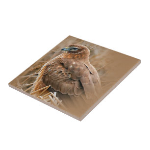 Beautiful Female Northern Harrier in the Marsh Tile