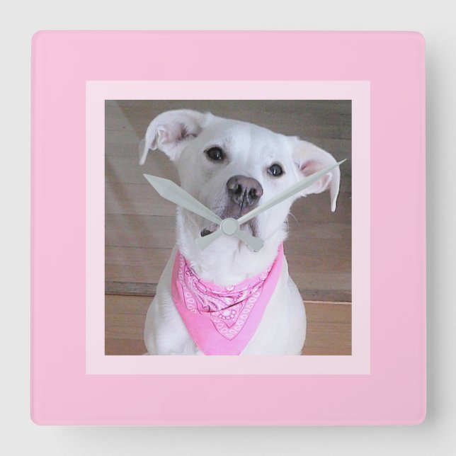 Beautiful Feminine Cute White Dog in Pink Scarf Square Wall Clock (Front)
