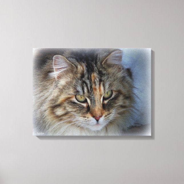 Beautiful Feral Cat Portrait Canvas Print (Front)