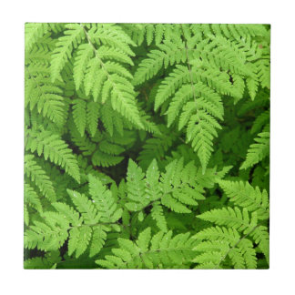 Beautiful fern leaves tile