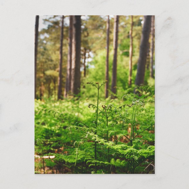 Beautiful fern woodland postcard (Front)