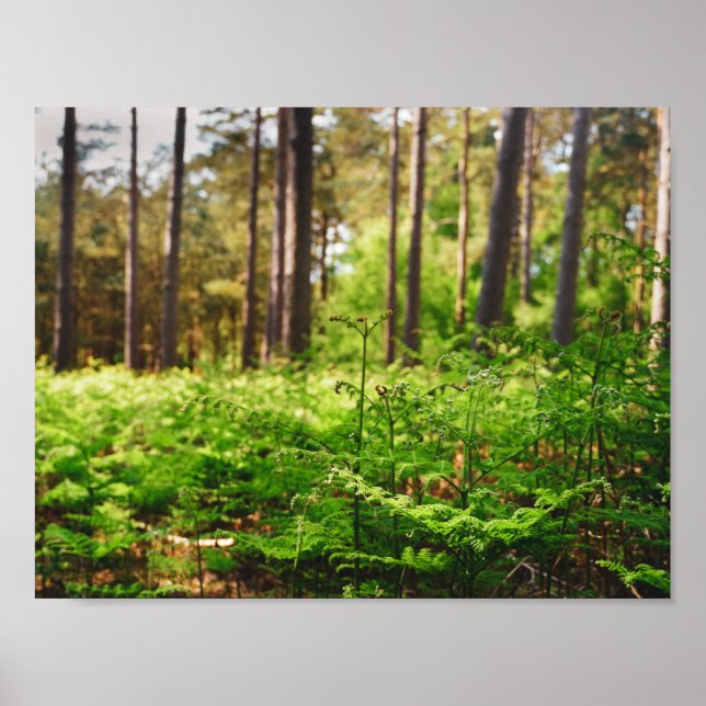 Beautiful fern woodland poster (Front)
