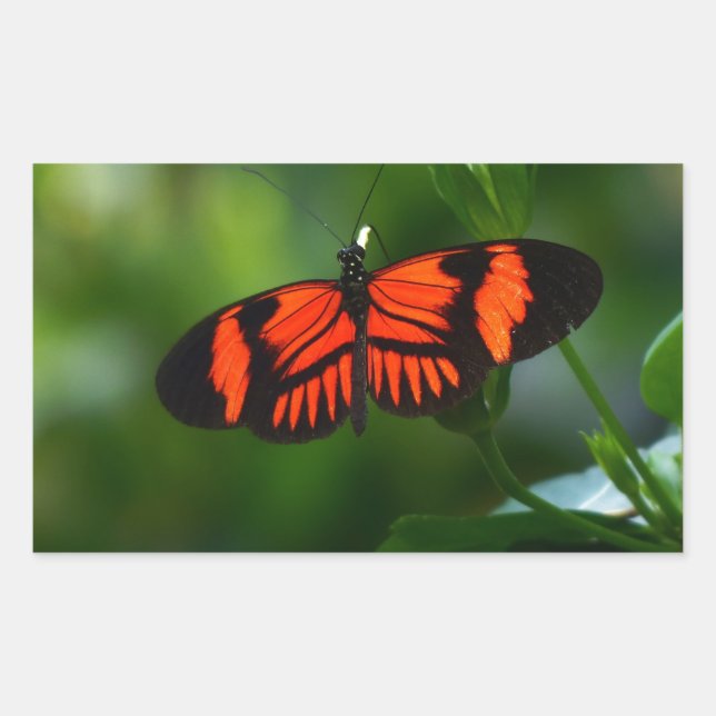 Beautiful Fiery Red and Black Butterfly Rectangular Sticker (Front)