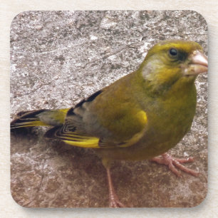 Beautiful Finch Coaster